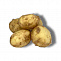 Картопля молода 400-600г Фото №1 